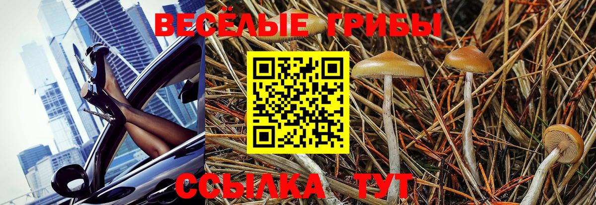 Псилоцибиновые грибы GOLDEN TEACHER Гуково